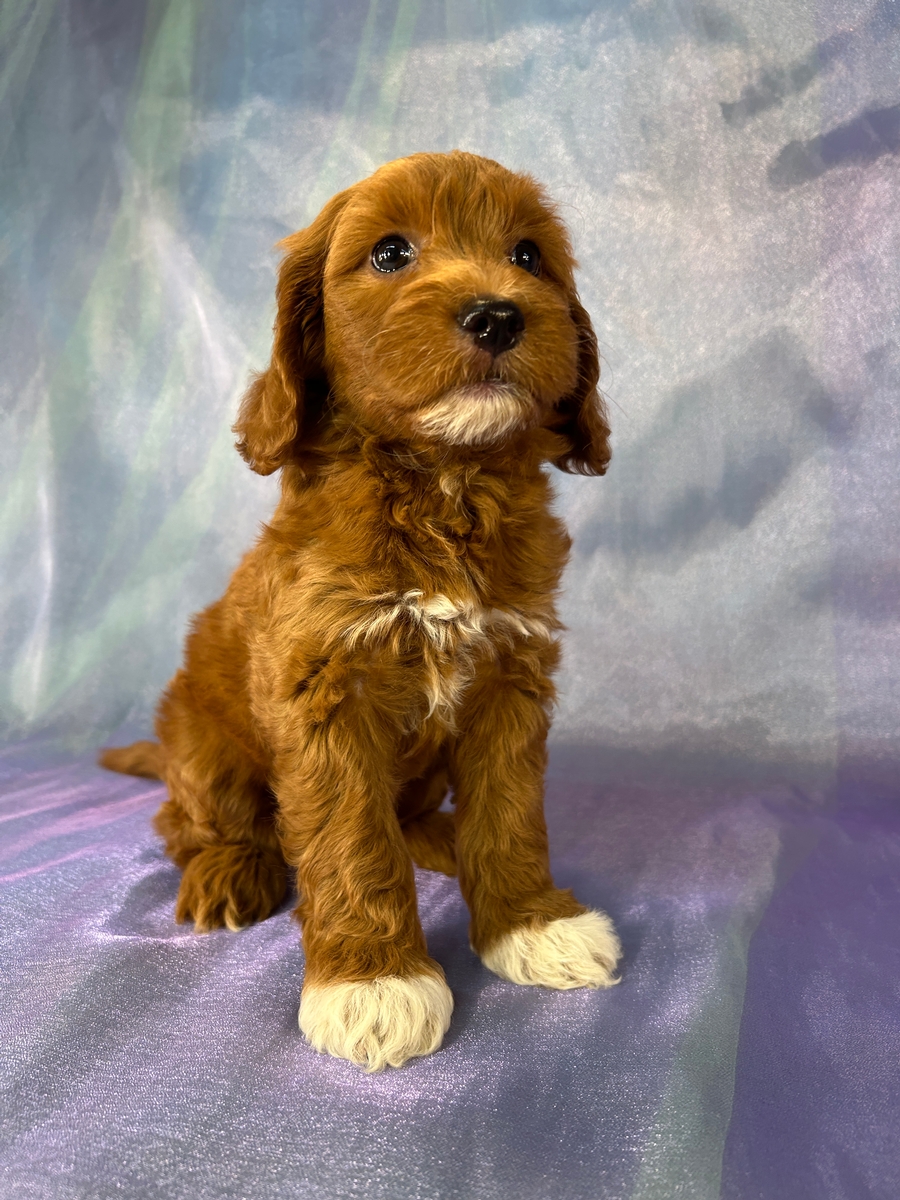 Female Miniature Golden Doodle DOB 7-20-2026 $1200